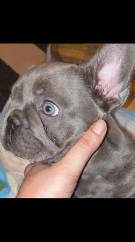 French Bulldog Puppies CKc Registration Text ‪(323) 451-9584‬ for more info Image eClassifieds4u