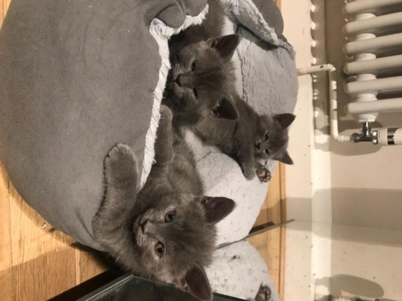 Gccf Active Quality Sliver Tabby British Shorthair Text ‪(323) 451-9584‬ for more info Image eClassifieds4u