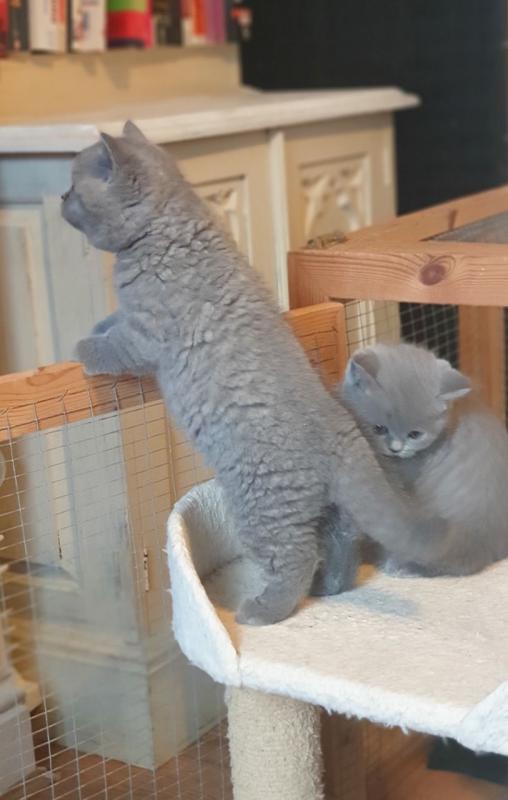 Gccf Bsh Lilac Kittensall Sold Thanks For Text ‪(323) 451-9584‬ for more info Image eClassifieds4u