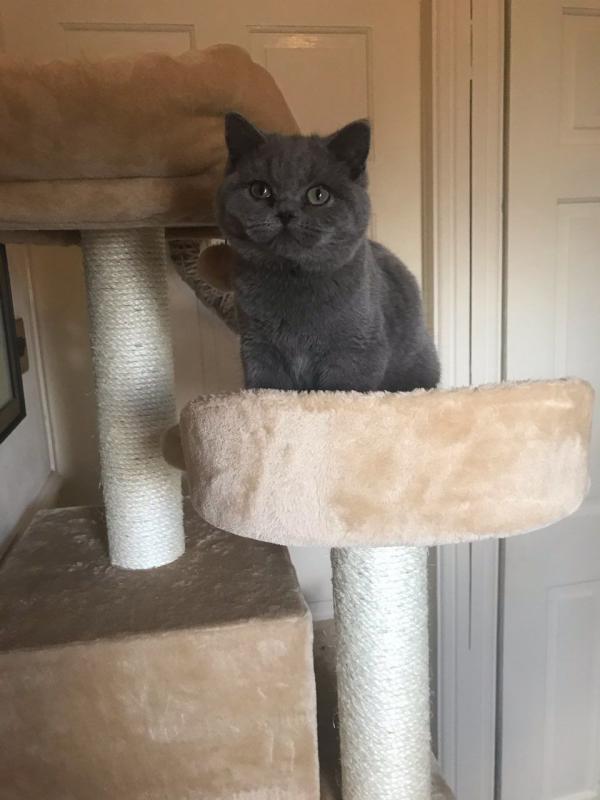 Gccf Bsh Lilac Kittensall Sold Thanks For Text ‪(323) 451-9584‬ for more info Image eClassifieds4u