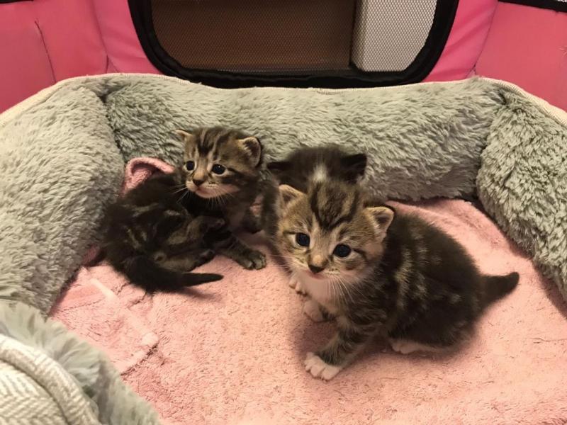 Gorgeous, playful and healthy Maine Coon kittens Text ‪(323) 451-9584‬ for more info Image eClassifieds4u