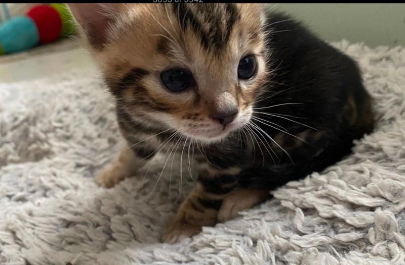 Impressive Pure Bengal For Exceptional Family Text ‪(323) 451-9584‬ for more info Image eClassifieds4u