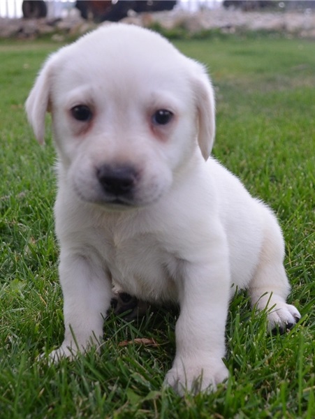 Labrador Puppies ready email us at info@bestpuppiesforhomes.org Image eClassifieds4u