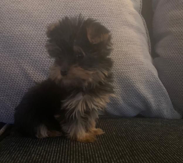 Litter Of 7 Yorkshire Terrier Puppies Text ‪(323) 451-9584‬ for more info and new p Image eClassifieds4u