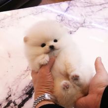 ❤️❤️Teacup pomeranian puppies available❤️❤️ (321) 473 7714 Image eClassifieds4u 3