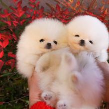 ❤️❤️Teacup pomeranian puppies available❤️❤️ (321) 473 7714 Image eClassifieds4u 2