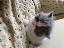 A Unique Persian Cat With Two Different Eye Color Text ‪(323) 451-9584‬ for more info Image eClassifieds4U