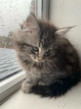 Aria Serafoon Silver Black Kitten Ready To Text (323) 451-9584 for more info Image eClassifieds4u 2