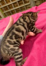 Awesome Males And Females Bengal Kittens Text ‪(323) 451-9584‬ for more info Image eClassifieds4u 2