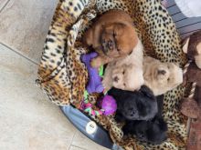 Beautiful CKc Chow Chow Puppies Available Text ‪(323) 451-9584‬ for more info Image eClassifieds4u 2