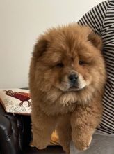 Beautiful CKc Chow Chows Puppies Text ‪(323) 451-9584‬ for more info and new p Image eClassifieds4U