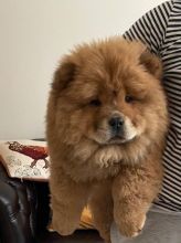 Beautiful CKc Chow Chows Puppies Text (323) 451-9584 for more info and new p Image eClassifieds4U