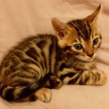 Bengal Tabby Kittens Text ‪(323) 451-9584‬ for more info Image eClassifieds4U