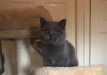 British Blue Shorthair & Blue Cream Turtle Kittens Text ‪(323) 451-9584‬ for more info Image eClassifieds4u 3