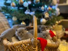 British Blue Shorthair & Blue Cream Turtle Kittens Text ‪(323) 451-9584‬ for more info Image eClassifieds4u 2