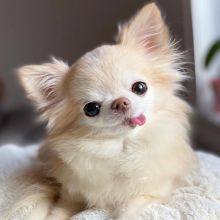 Chihuahua Puppy Ready For A New Home Image eClassifieds4u 2