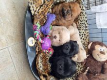 Chows Ready Now Puppies Text (323) 451-9584 for more info and new p Image eClassifieds4u 2