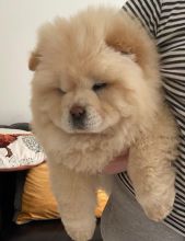 cKc Registered Chow Chow Text ‪(323) 451-9584‬ for more info and new p Image eClassifieds4U