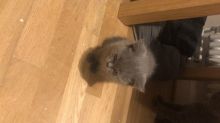 For Sale :*British Shorthair Kittens Reserved Text ‪(323) 451-9584‬ for more info Image eClassifieds4U