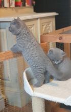 Gccf Bsh Lilac Kittensall Sold Thanks For Text ‪(323) 451-9584‬ for more info Image eClassifieds4u 2