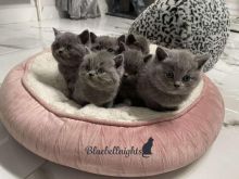 Gccf Reg. Has Now Found His Forever Family.Text (323) 451-9584 for more info Image eClassifieds4U