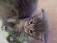 Gorgeous Maine Coon Kittens Text (323) 451-9584 for more info Image eClassifieds4u 2