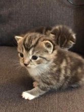 Gorgeous Maine Coon Kittens Text (323) 451-9584 for more info Image eClassifieds4u 1