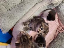 Gorgeous, playful and healthy Maine Coon kittens Text (323) 451-9584 for more info Image eClassifieds4u 2