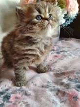 Last Persian Males And Females Text ‪(323) 451-9584‬ for more info Image eClassifieds4U