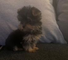 Litter Of 7 Yorkshire Terrier Puppies Text (323) 451-9584 for more info and new p Image eClassifieds4u 2