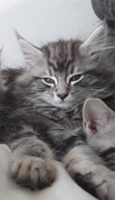 Maine Coon Kitten Text ‪(323) 451-9584‬ for more info Image eClassifieds4U