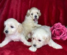 maltipoo puppies ready to go email info@bestpuppiesforhomes.org Image eClassifieds4U