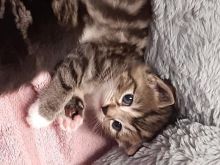 New Maine Coon Kittens From Kika Ii And Leao Text ‪(323) 451-9584‬ for more info Image eClassifieds4U