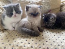 Now Reserved Beautiful Persian Text ‪(323) 451-9584‬ for more info Image eClassifieds4u 2