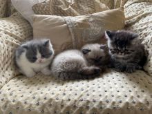 Now Reserved Beautiful Persian Text ‪(323) 451-9584‬ for more info Image eClassifieds4u 1