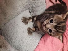 Now Reserved - Male Maine Coon Text ‪(323) 451-9584‬ for more info Image eClassifieds4u 2