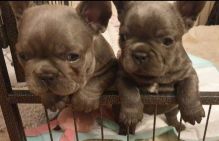 Only 1 Left Stunning French Bulldog Puppies Text ‪(323) 451-9584‬ for more info Image eClassifieds4U