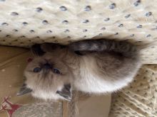 Persian Chinchilla, Can Reserve Now.Text (323) 451-9584 for more info Image eClassifieds4U