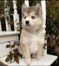 Pomsky puppies available in good health condition for new homes Image eClassifieds4U