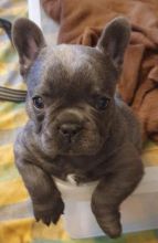 Puppies. Girls and Boys French Bulldog Text ‪(323) 451-9584‬ for more info Image eClassifieds4U