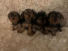 Pure Yorkshire Terrier Text (323) 451-9584 for more info and new p Image eClassifieds4U