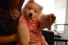 Samoyed Puppies Text (323) 451-9584 for more info and new p Image eClassifieds4U
