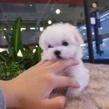 shih tzu puppies available in good health condition for new homes Image eClassifieds4U