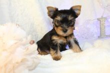 Stunning Cute Yorkshire Terrier Text (323) 451-9584 for more info and new p Image eClassifieds4u 2