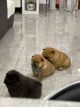 Stunning Litter Kc Chow Chows Choc Carrier Text ‪(323) 451-9584‬ for more info and new p Image eClassifieds4U