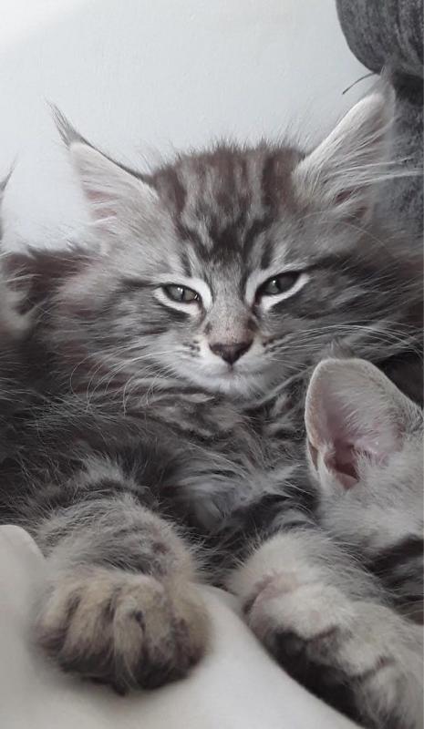 Maine Coon Kitten Text ‪(323) 451-9584‬ for more info Image eClassifieds4u