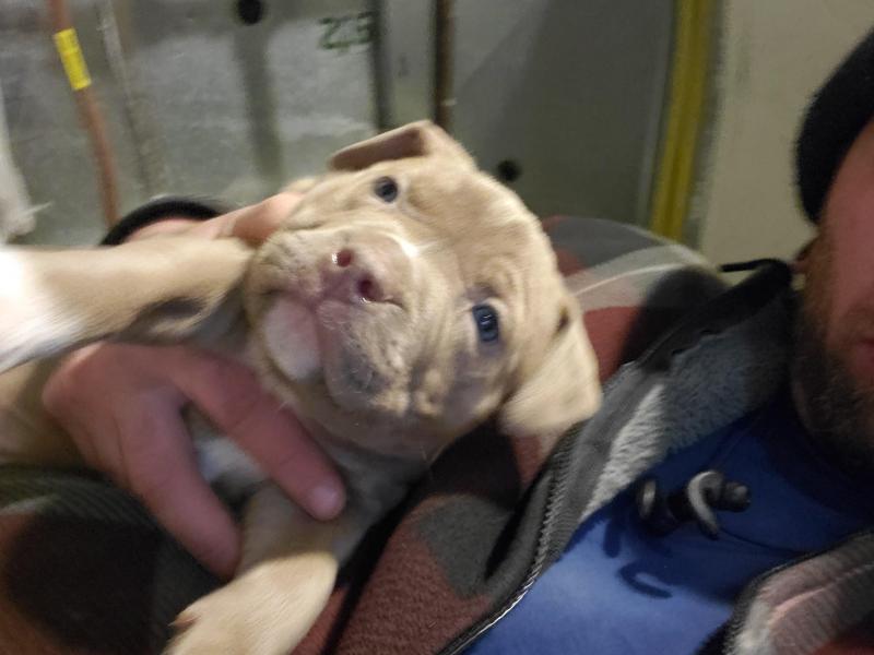 Mans best friend Image eClassifieds4u