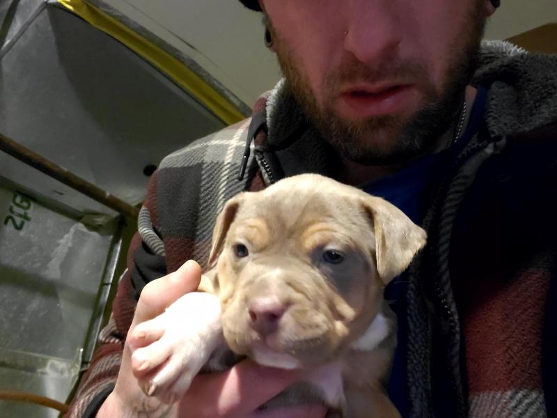 Mans best friend Image eClassifieds4u