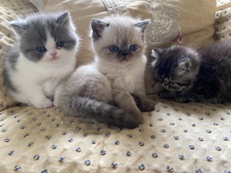 Now Reserved Beautiful Persian Text ‪(323) 451-9584‬ for more info Image eClassifieds4u