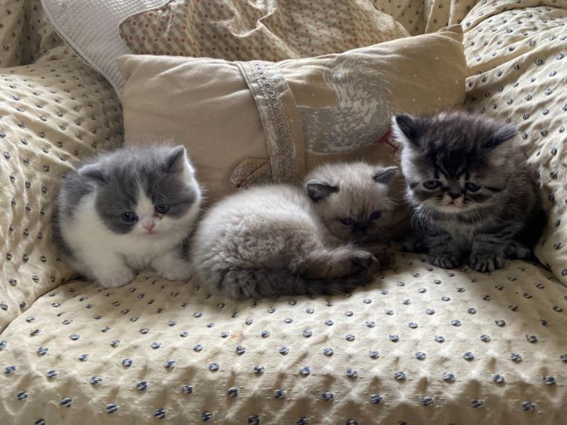 Now Reserved Beautiful Persian Text ‪(323) 451-9584‬ for more info Image eClassifieds4u